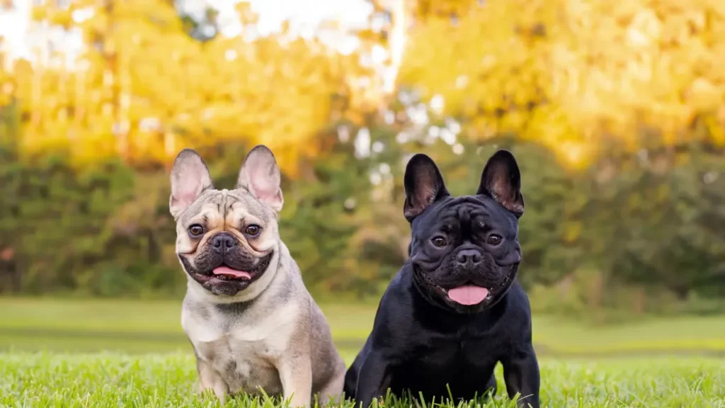 French Bulldog