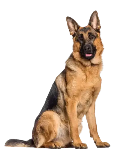 german shepherd