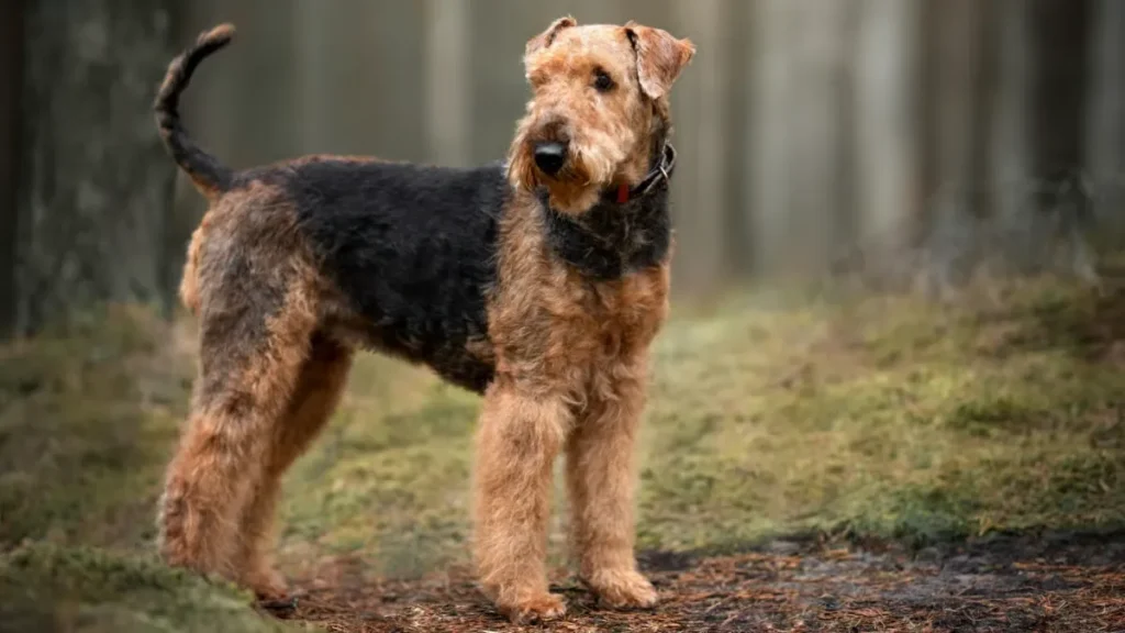 Airedale Terrier