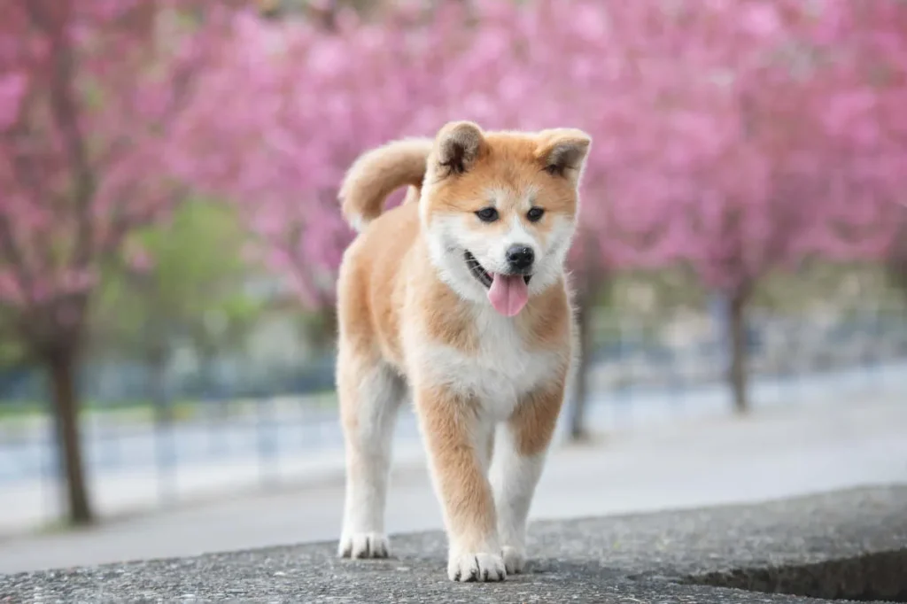 Akitas DOG