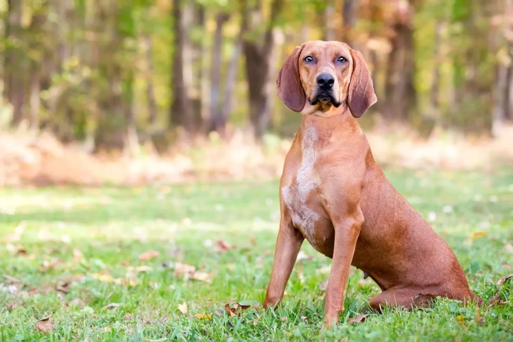 American English Coonhound