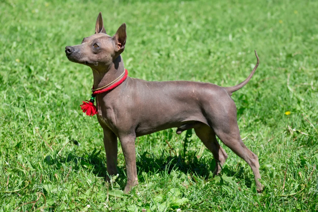 American Hairless Terrier