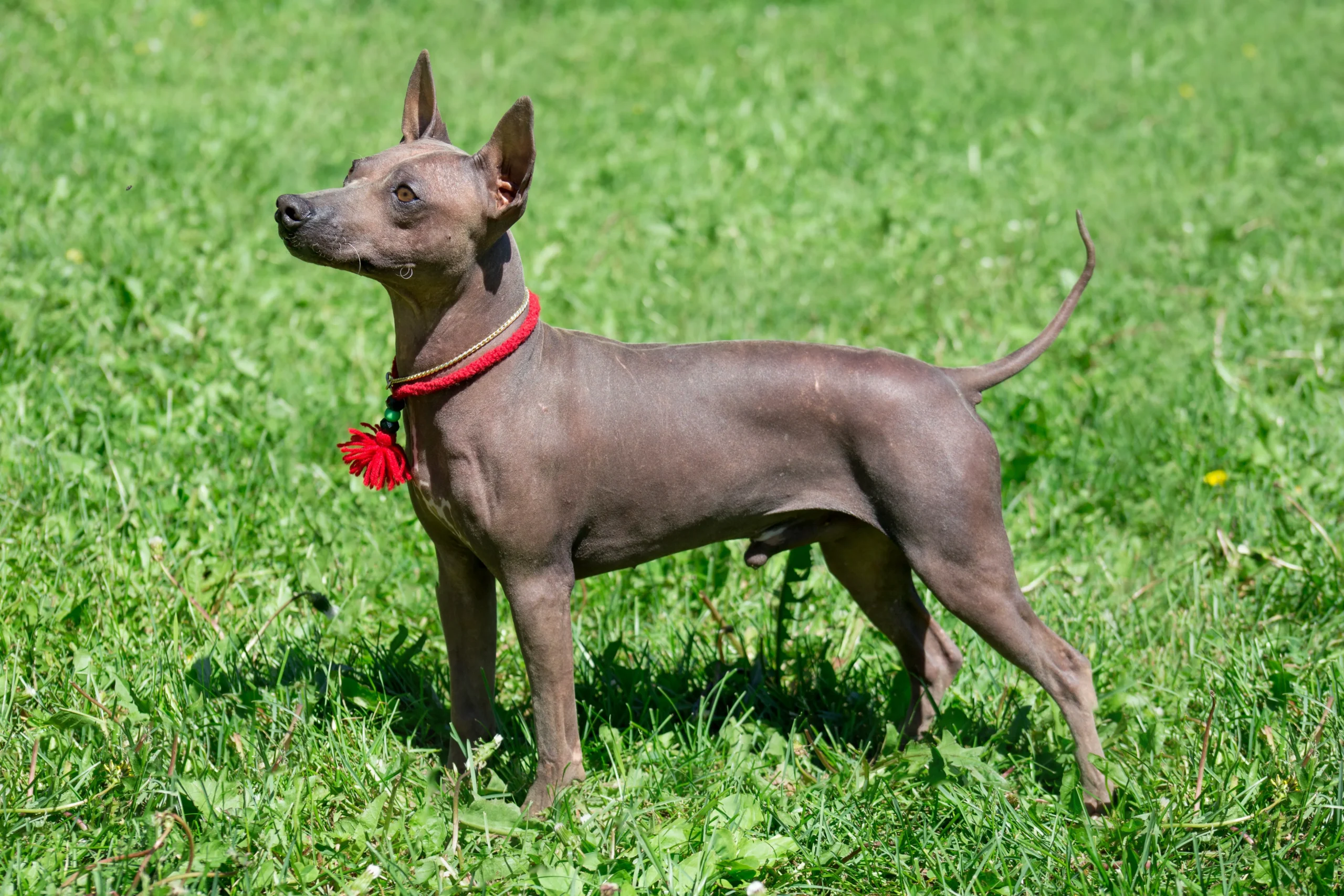 American Hairless Terrier