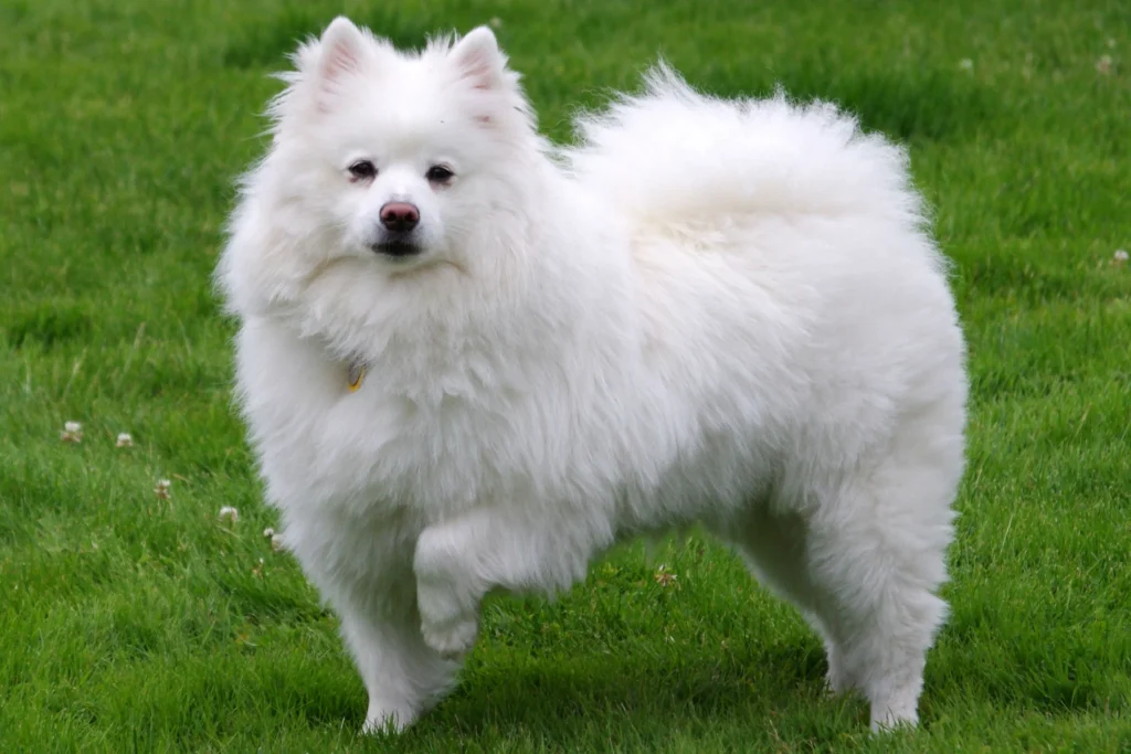 American Eskimo Dog