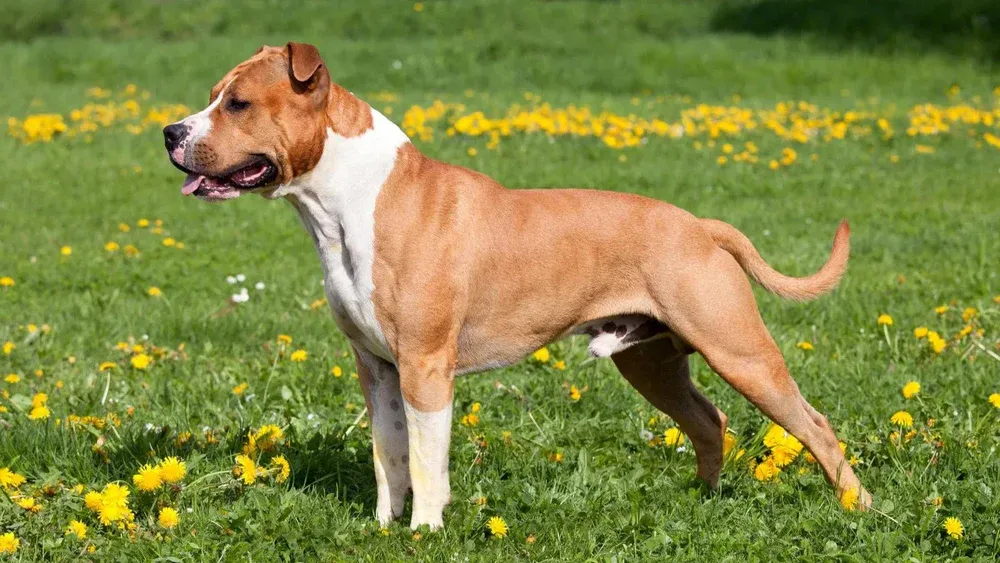 American Pit Bull Terrier