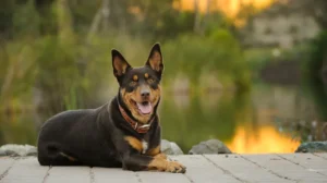 Australian Kelpie