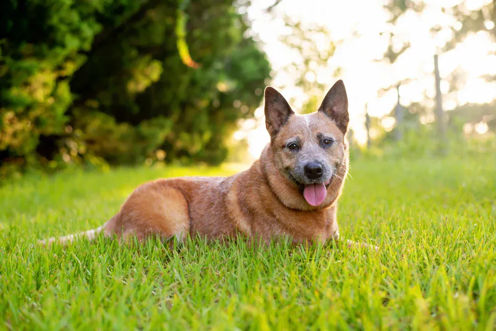 Australian Cattle Dog
