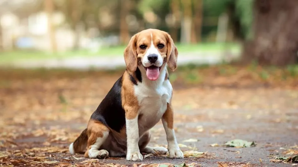 Beagle dog