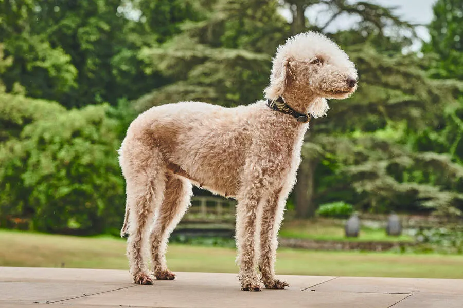 Bedlington Terrier