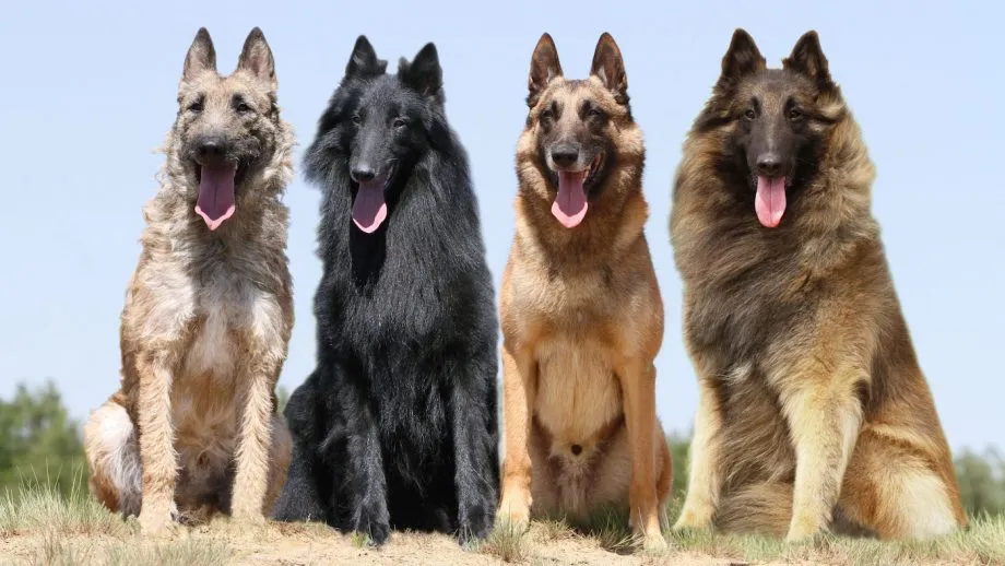 Belgian Shepherd