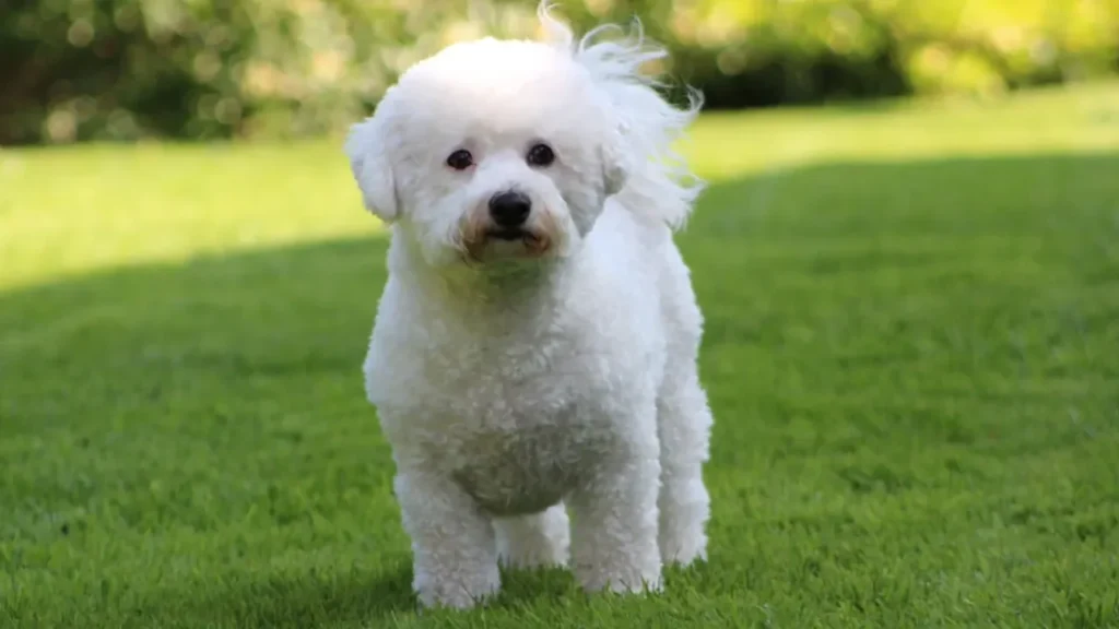 Bichon Frisé