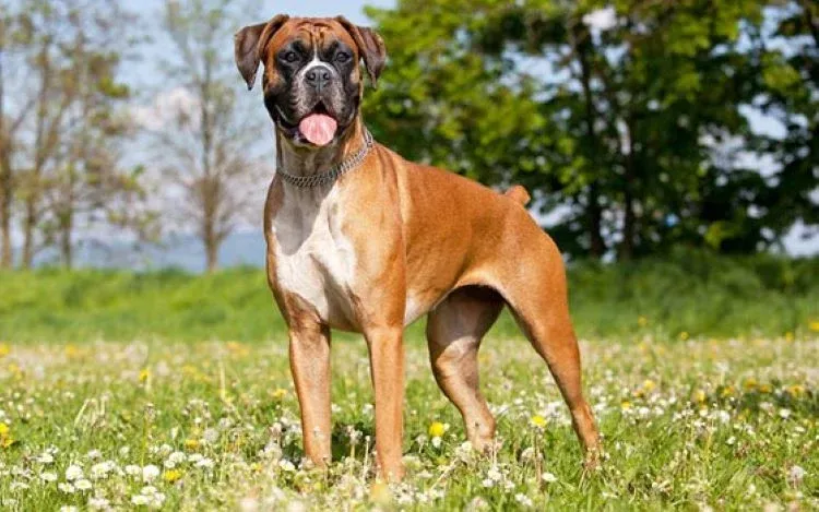 Boxer