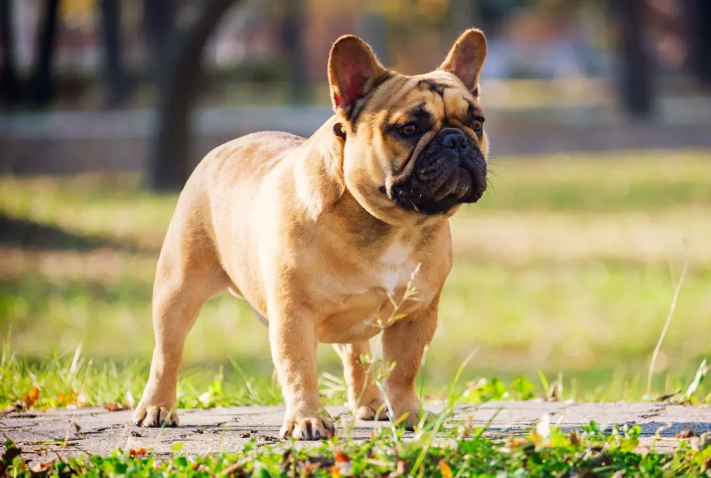 Boxer Dog