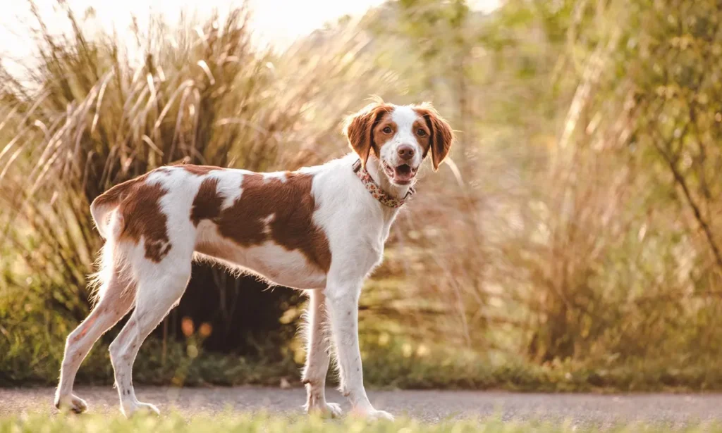 Brittany Dog