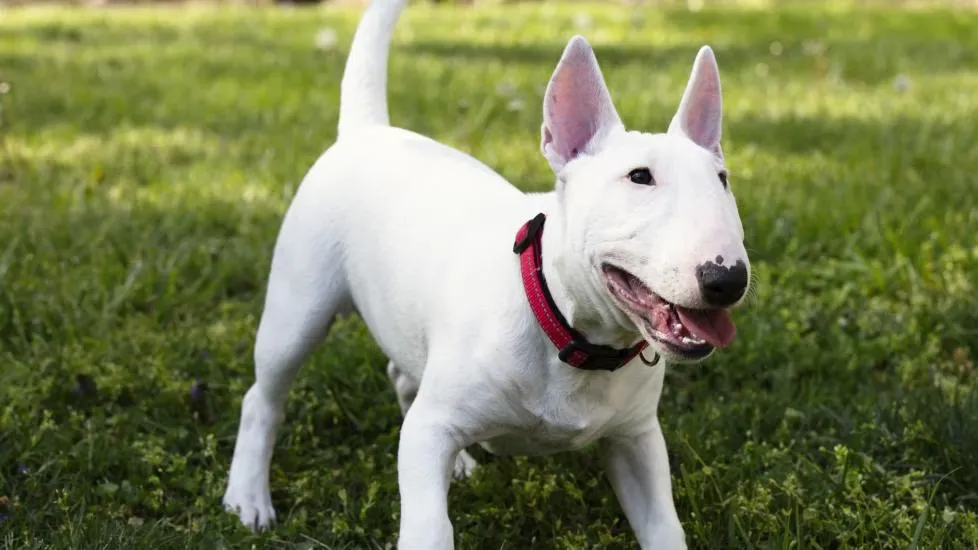 Bull Terrier