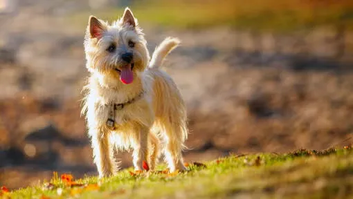 Cairn Terrier