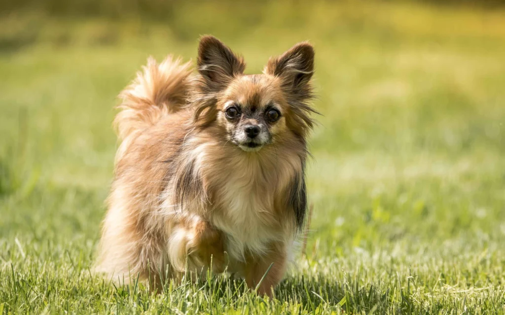 Chihuahua dog