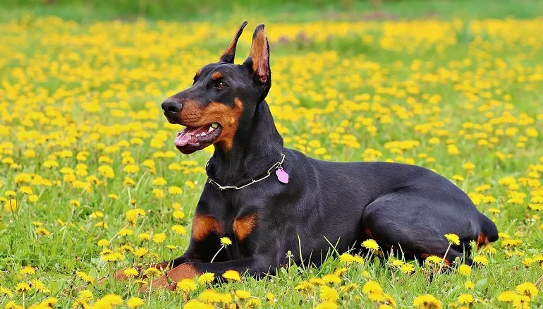 Dobermann dog