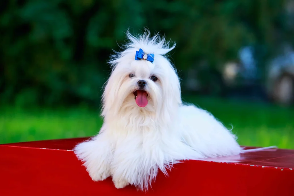 Maltese Dog Breed