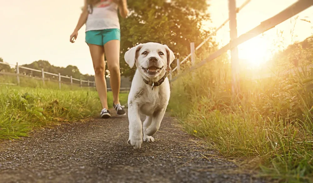 Exercise Does Your Dog Really Need