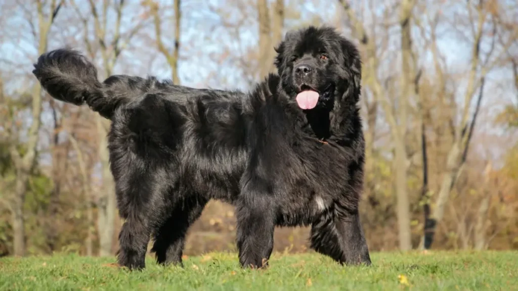 Newfoundland Dog