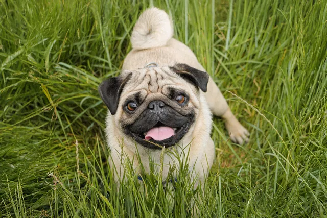 Pug