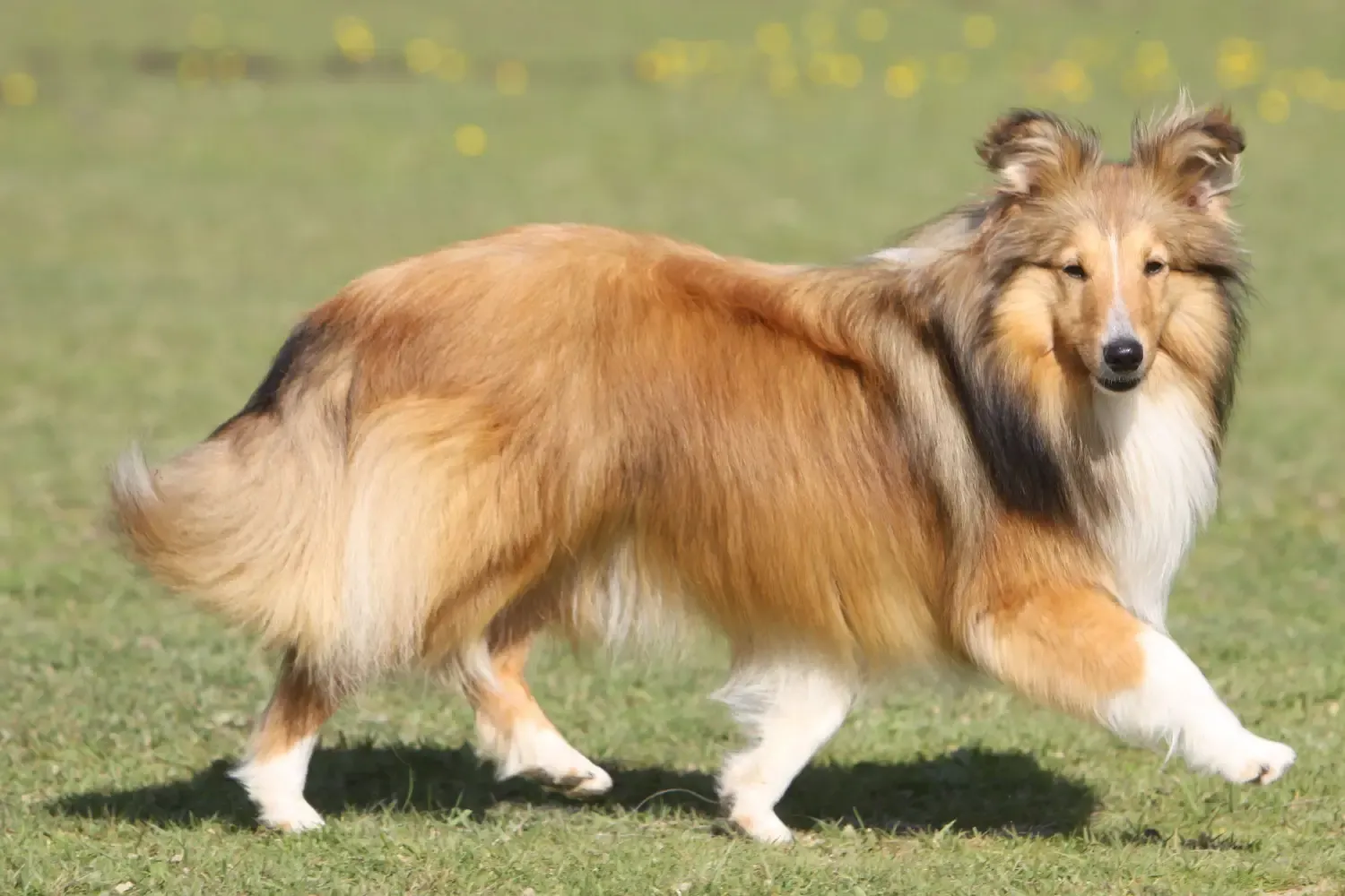 Sheltie dog