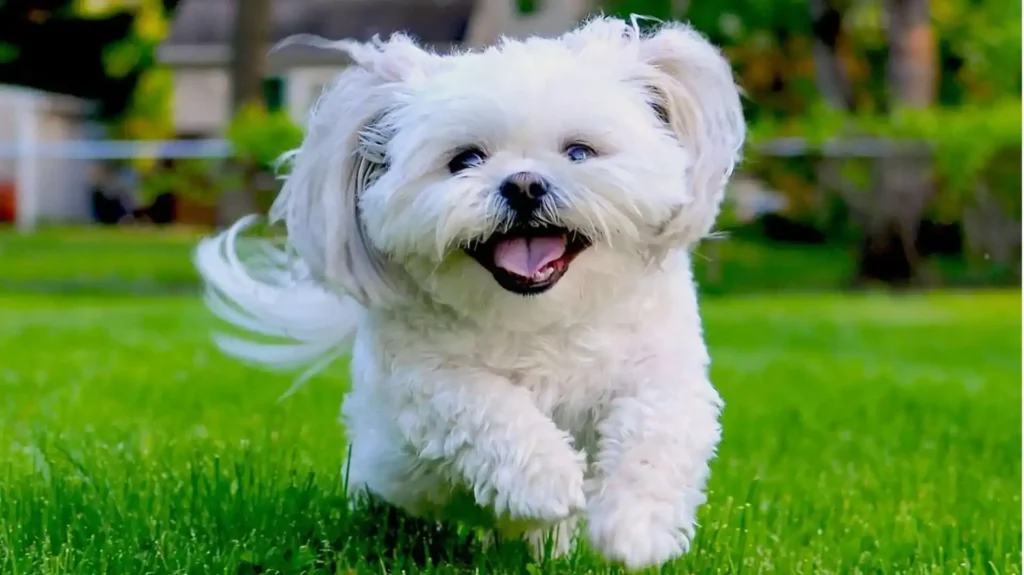 Shih Tzu dog