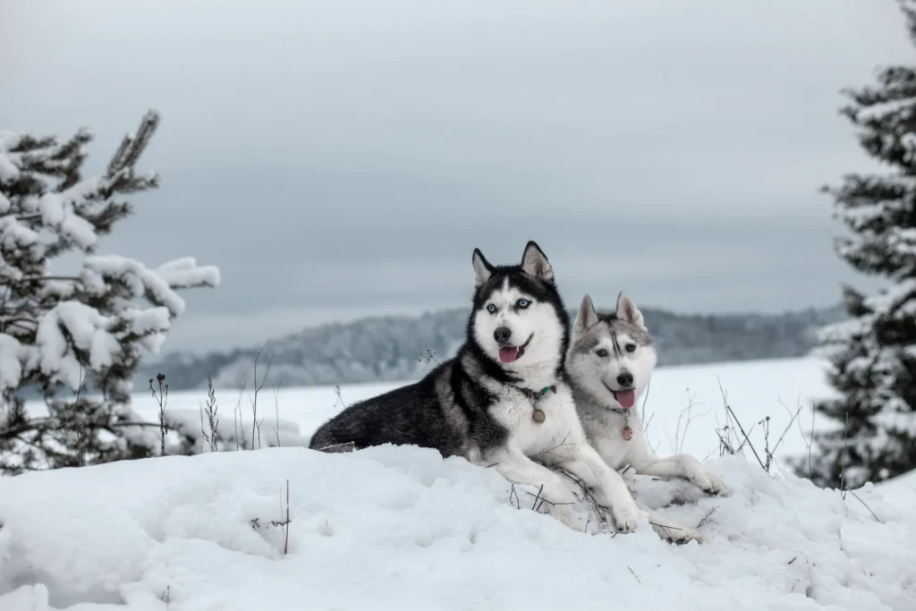 Siberian Husky