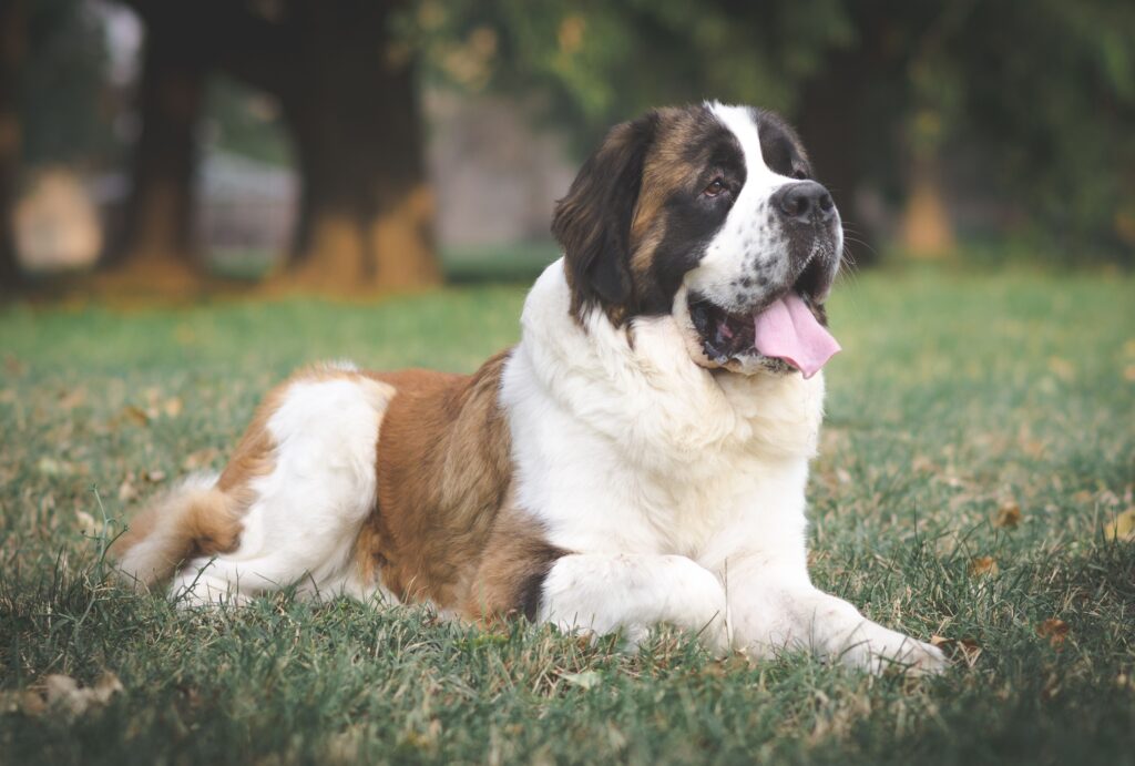 St Bernard