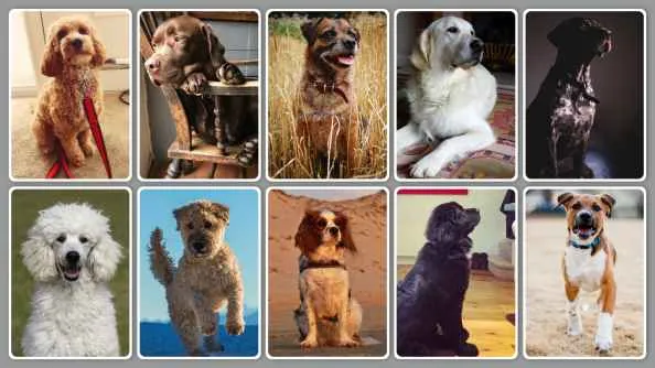 Family-Friendly Dog