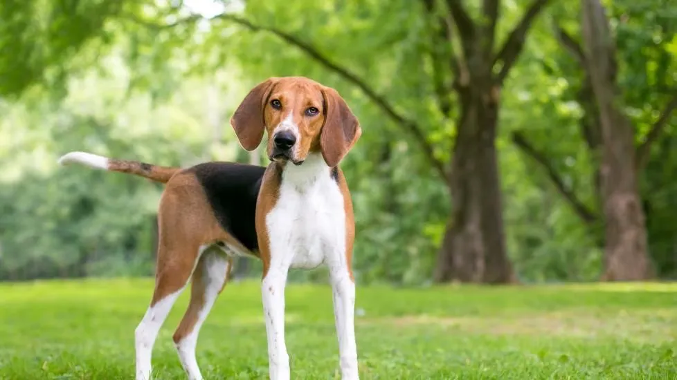 American Foxhound